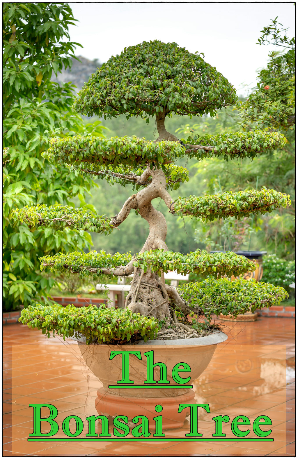 bonsai tree julie giroux The Bonsai Tree – Giroux Music