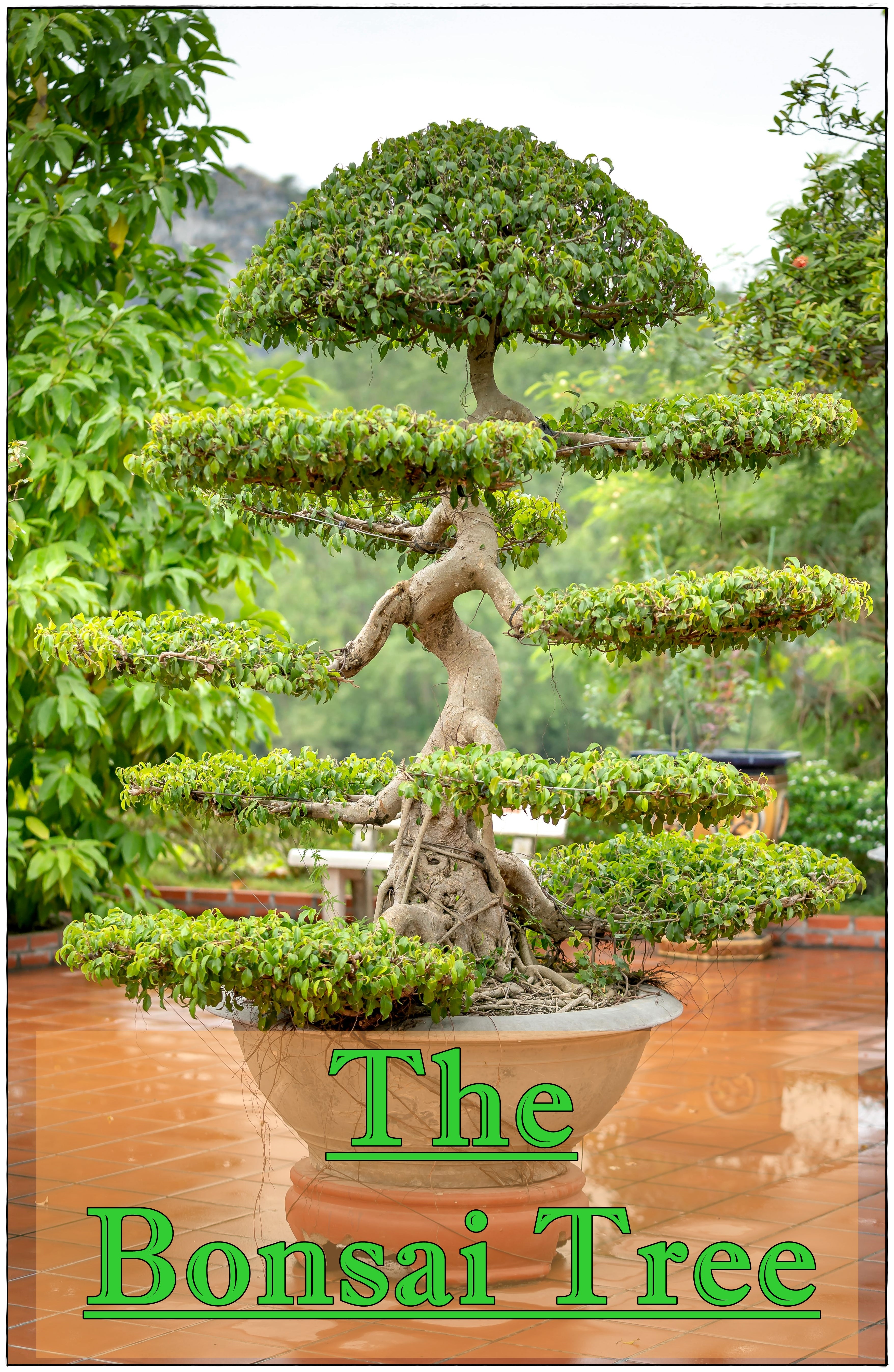 giant bonsai tree The Bonsai Tree – Giroux Music
